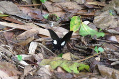 Papilio nephelus chaonulus