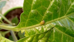 Psyllobora vigintiduopunctata