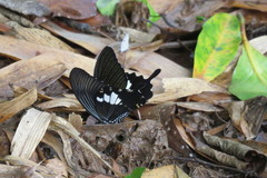 Papilio nephelus chaonulus