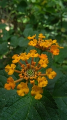 Lantana