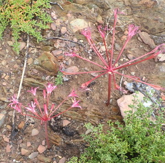 Brunsvigia striata