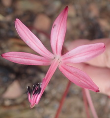 Brunsvigia striata