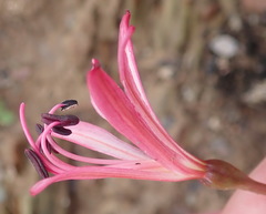 Brunsvigia striata