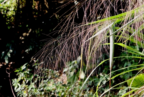 Image of Thysanolaena latifolia by no rights reserved