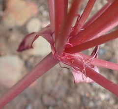 Brunsvigia striata