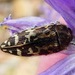 Acmaeodera hepburnii - Photo (c) dlbowls,  זכויות יוצרים חלקיות (CC BY-NC)