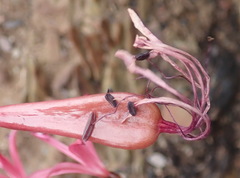 Brunsvigia striata