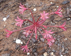 Brunsvigia striata
