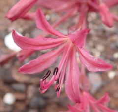 Brunsvigia striata