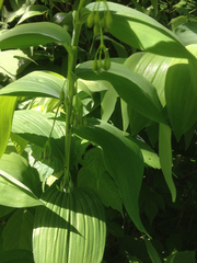Polygonatum biflorum commutatum