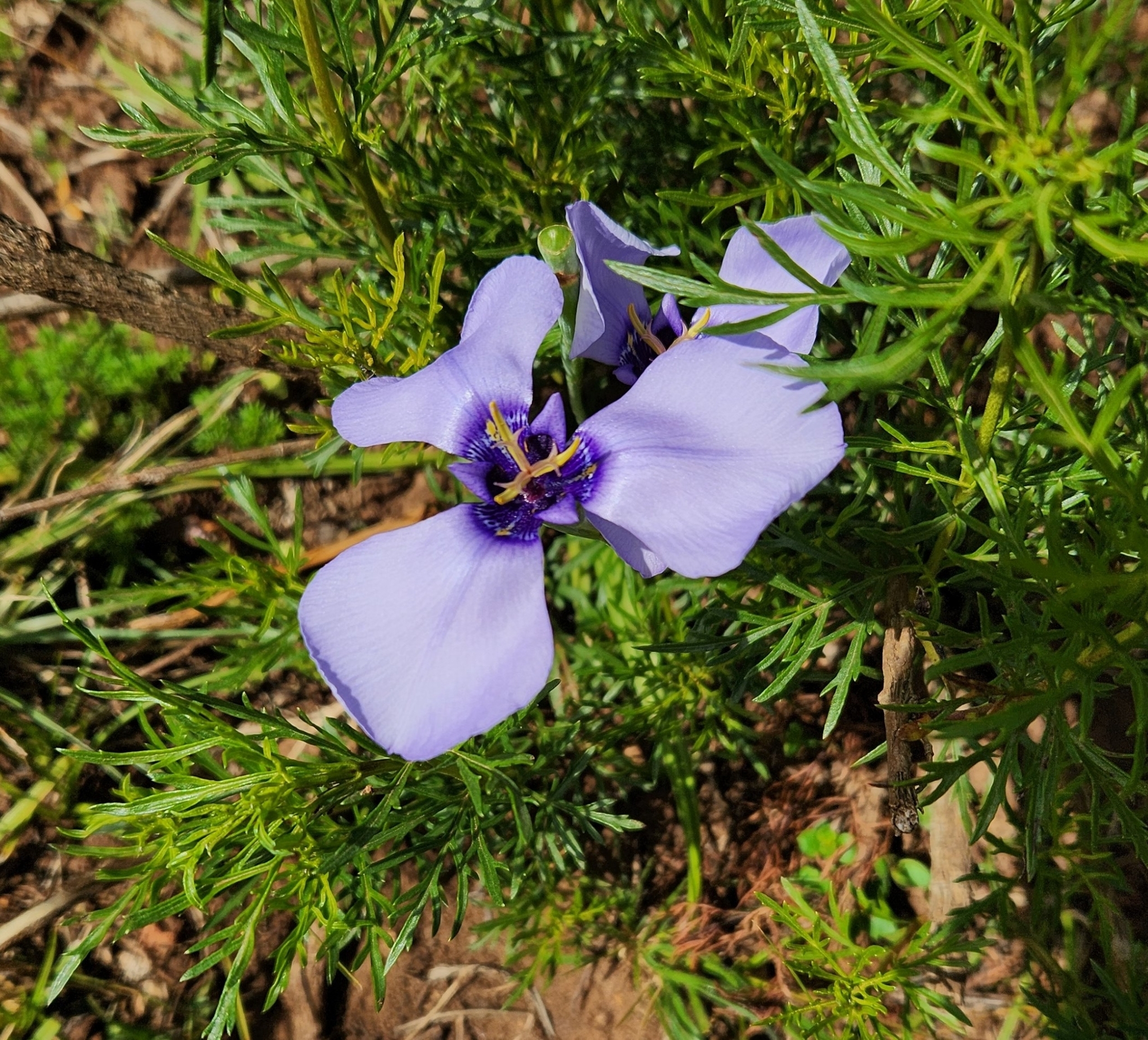 Herbertia darwinii