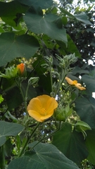 Abutilon grandifolium