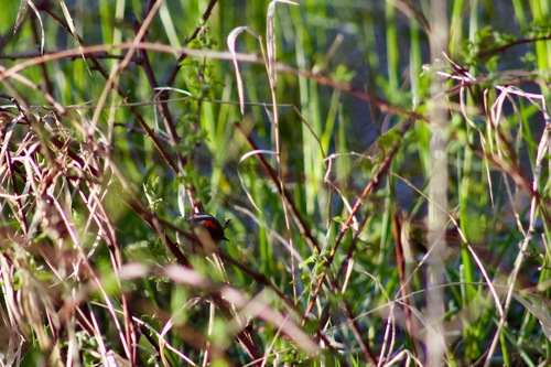 Ruby-crowned Kinglet photographed in Iowa