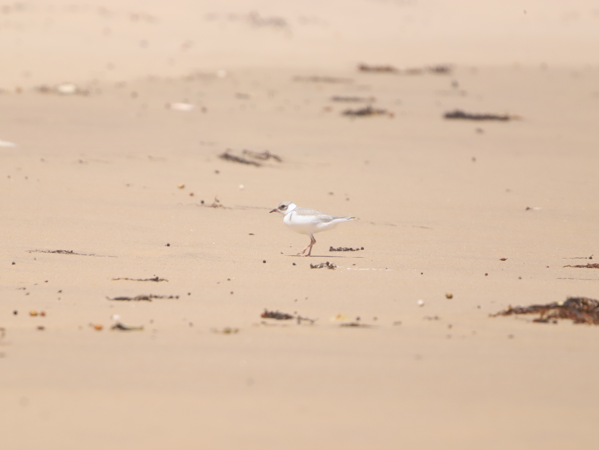 Hooded Plover illustration