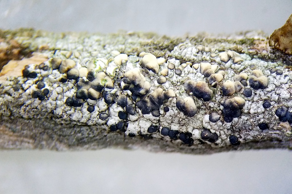 Palicella