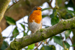 Erithacus rubecula