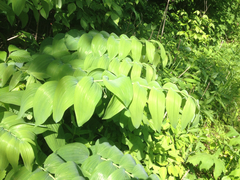 Polygonatum biflorum commutatum