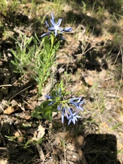 Amsonia ciliata