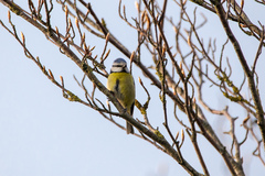 Cyanistes caeruleus