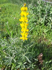 Lupinus luteus