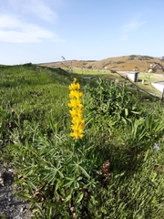 Lupinus luteus