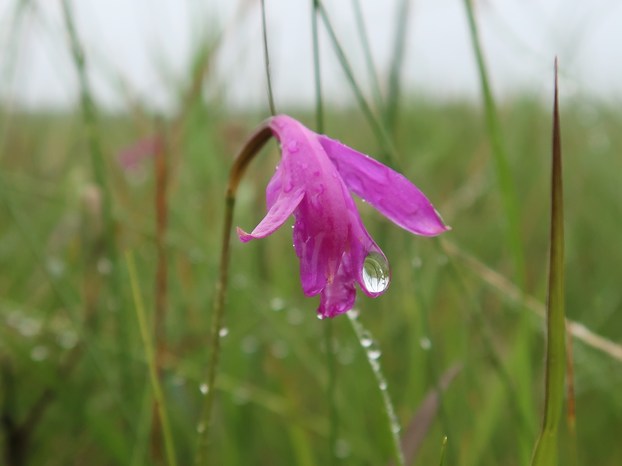Eleorchis