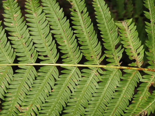 Image of Pteris wallichiana by (c) chiuluan, some rights reserved (CC BY)
