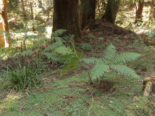 Image of Pteris wallichiana by (c) chiuluan, some rights reserved (CC BY)