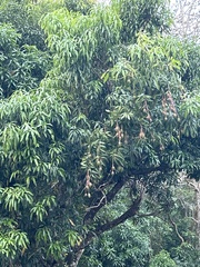 Mangifera indica image