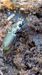 Pterostichus oblongopunctatus
