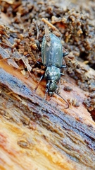 Pterostichus oblongopunctatus