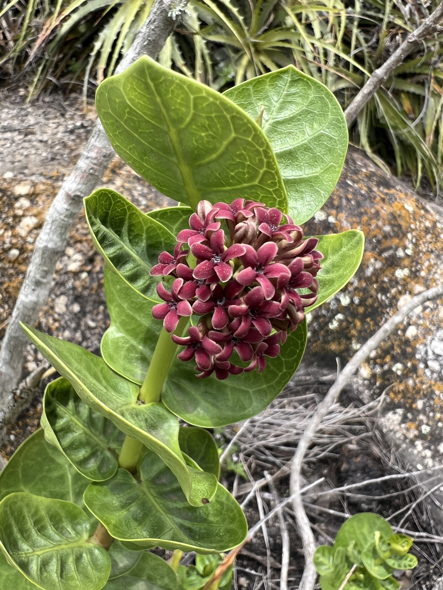 Ruehssia caatingae