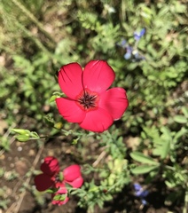 Linum grandiflorum