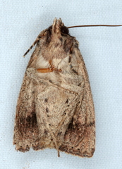 Cerastis punctosa