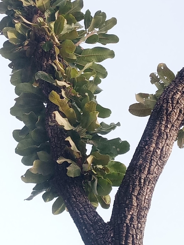Shea Tree
