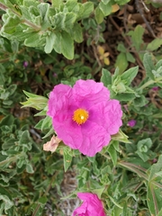 Cistus