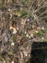 Chaetopappa asteroides