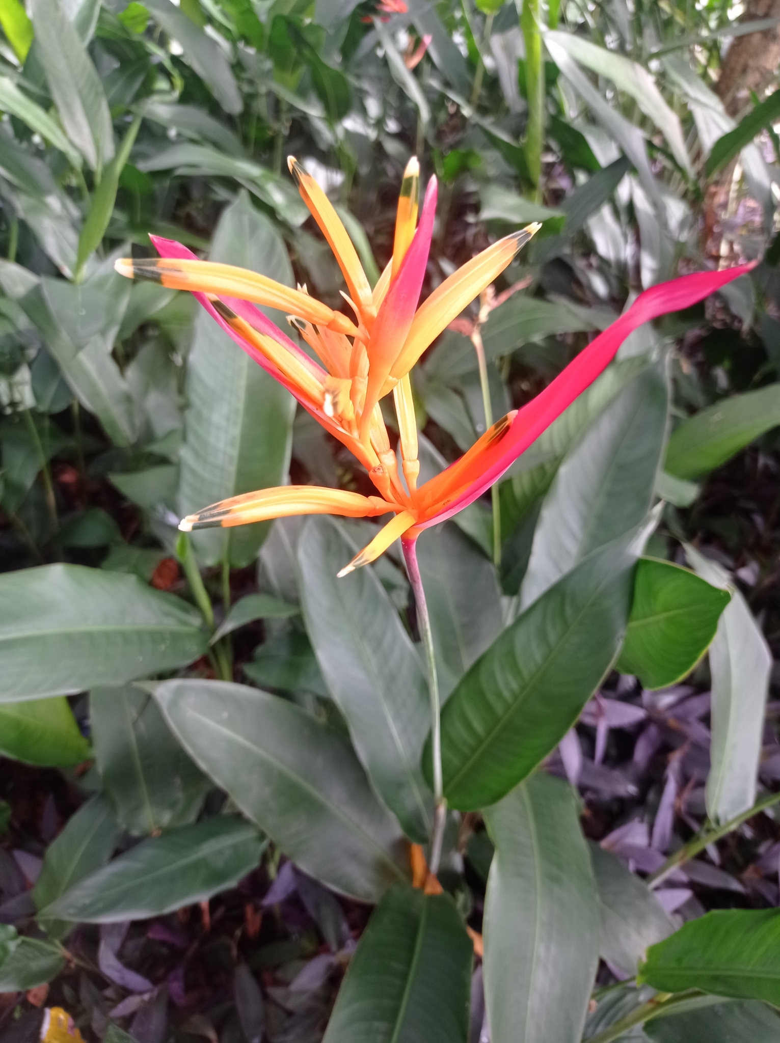 Heliconia psittacorum