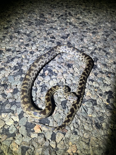 Spotted Python sighting