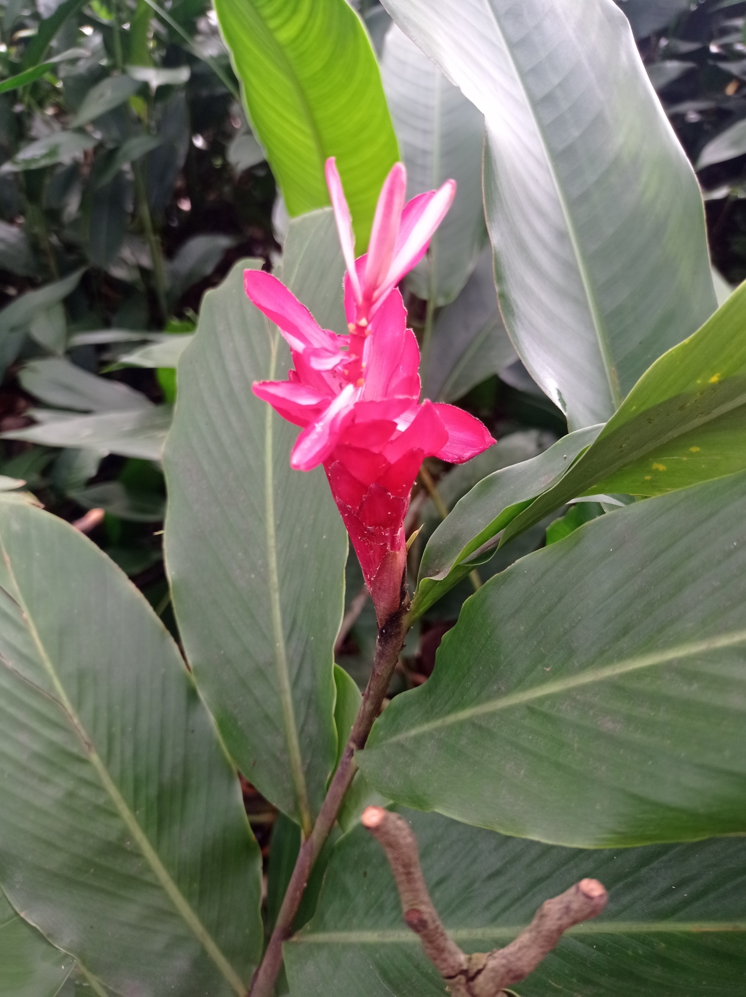 Alpinia purpurata