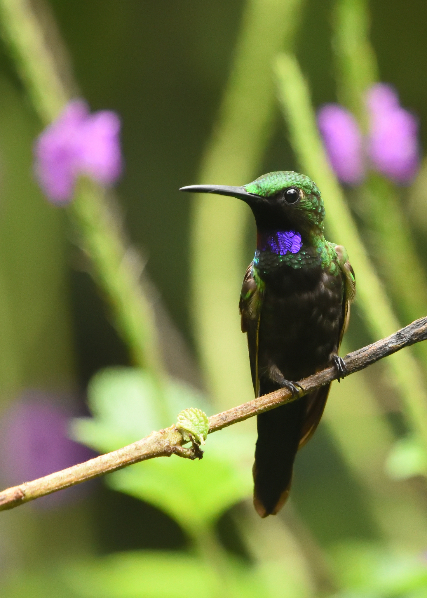 Black-throated Brilliant (Heliodoxa schreibersii), photo 5