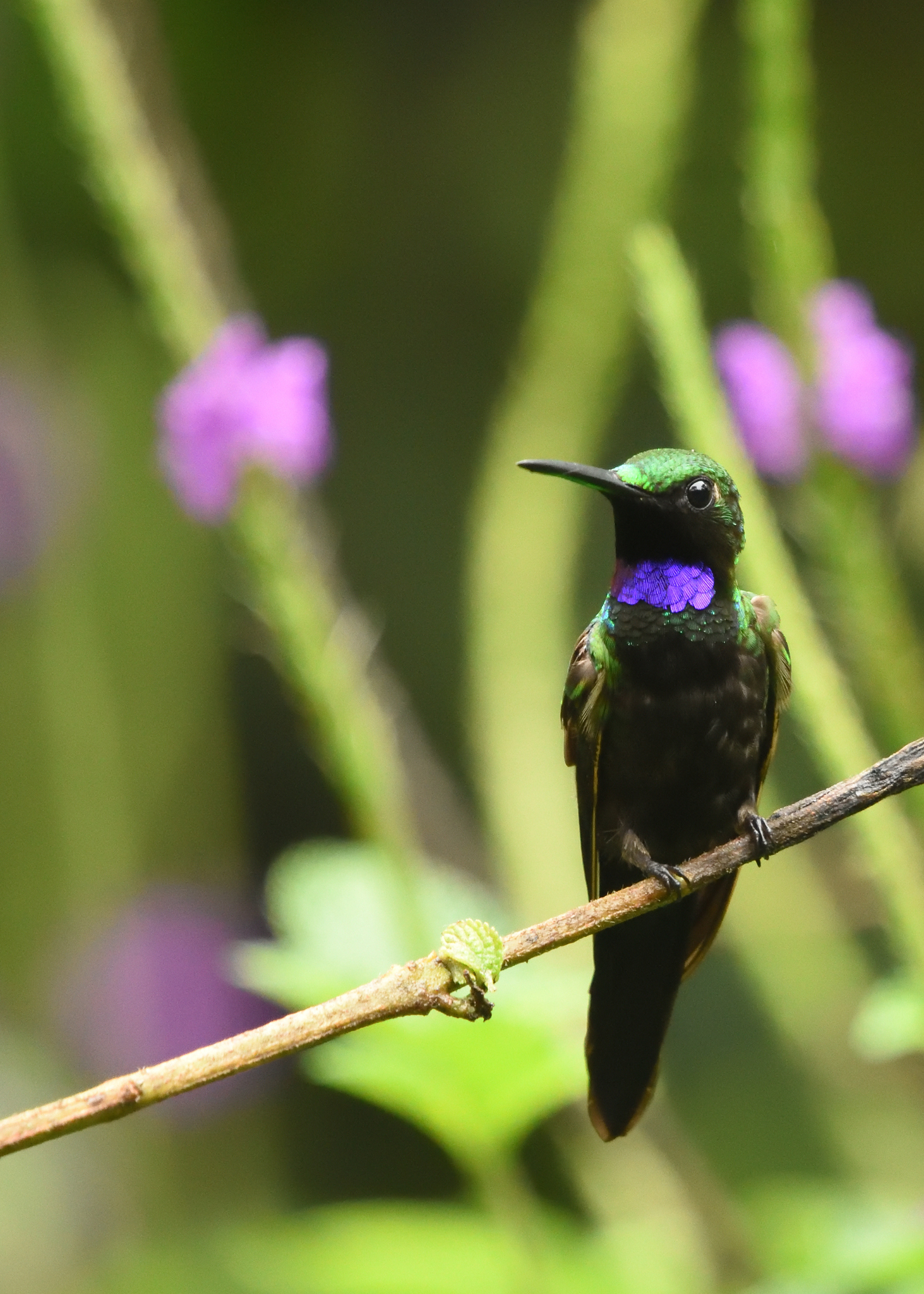 Black-throated Brilliant (Heliodoxa schreibersii), photo 6