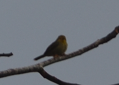 Orange-fronted Plushcrown (Metopothrix aurantiaca), photo 7