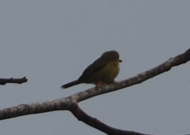 Orange-fronted Plushcrown (Metopothrix aurantiaca), photo 8