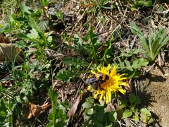 Bombus argillaceus
