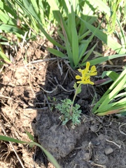 Corydalis flavula