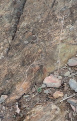 Eriospermum pubescens