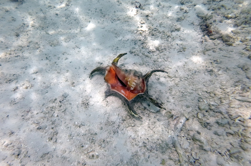 Chiragra spider conch