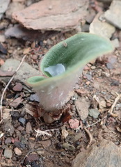 Eriospermum pubescens