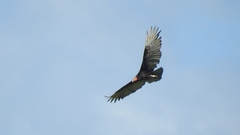 Cathartes burrovianus image